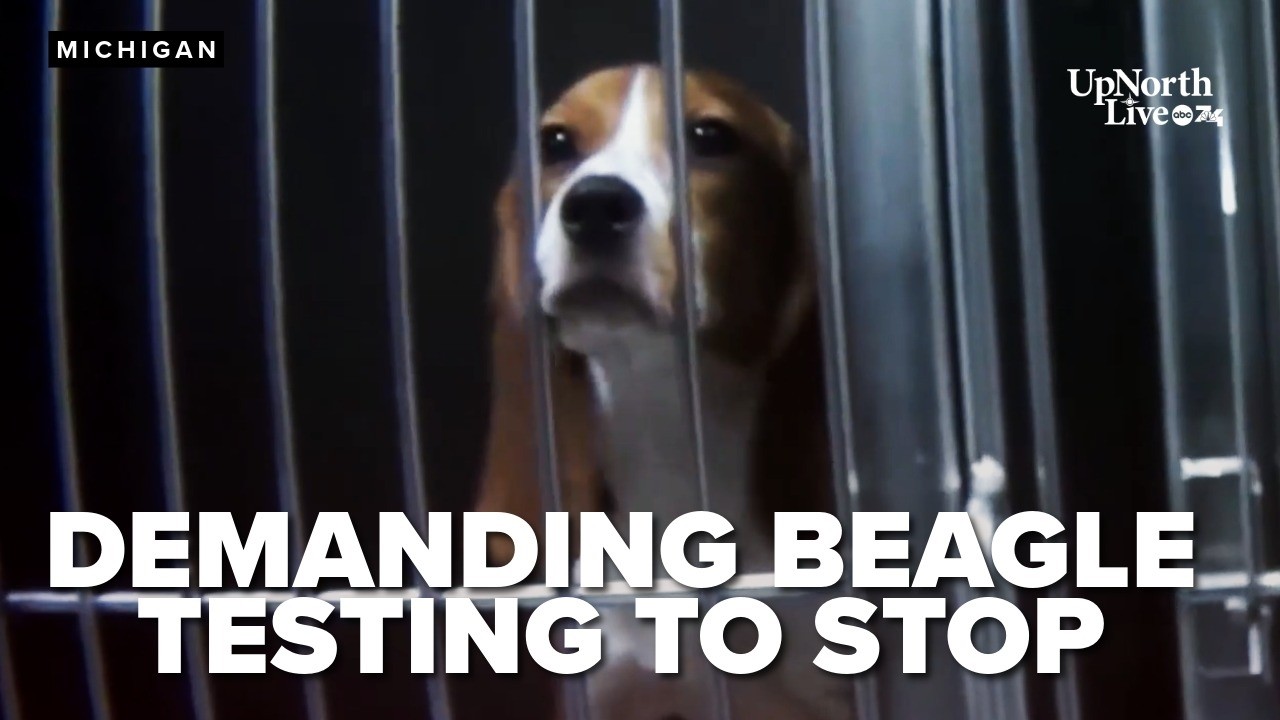 Lawmakers demand an end to beagle testing at local university after hundreds of dogs die