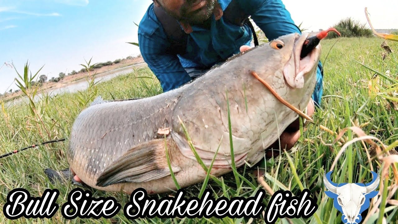 Giant😱Snakehead Fish | Live Strike Bull Size | Murral fish catch India fishing