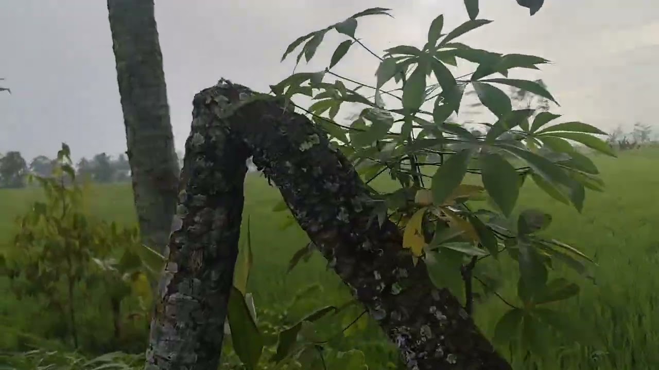 Situasi sawah pagi hari