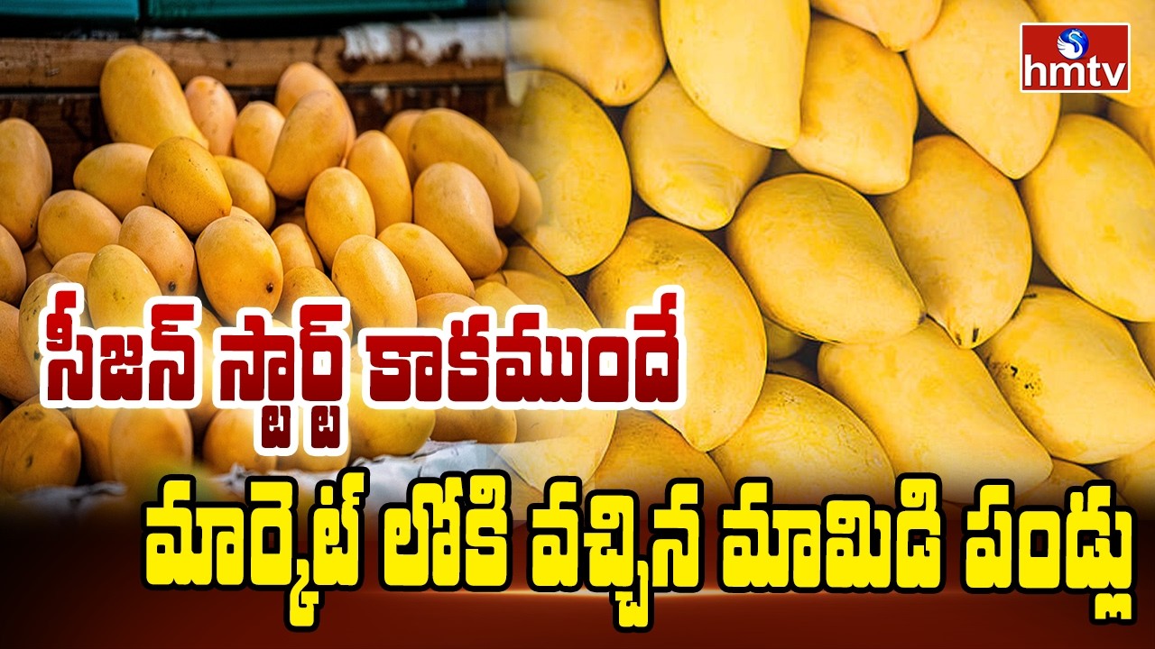 సీజన్ స్టార్ట్ కాకముందే మార్కెట్ లోకి వచ్చిన మామిడి పండ్లు | Mangos pakka hydrabadi | hmtvlife