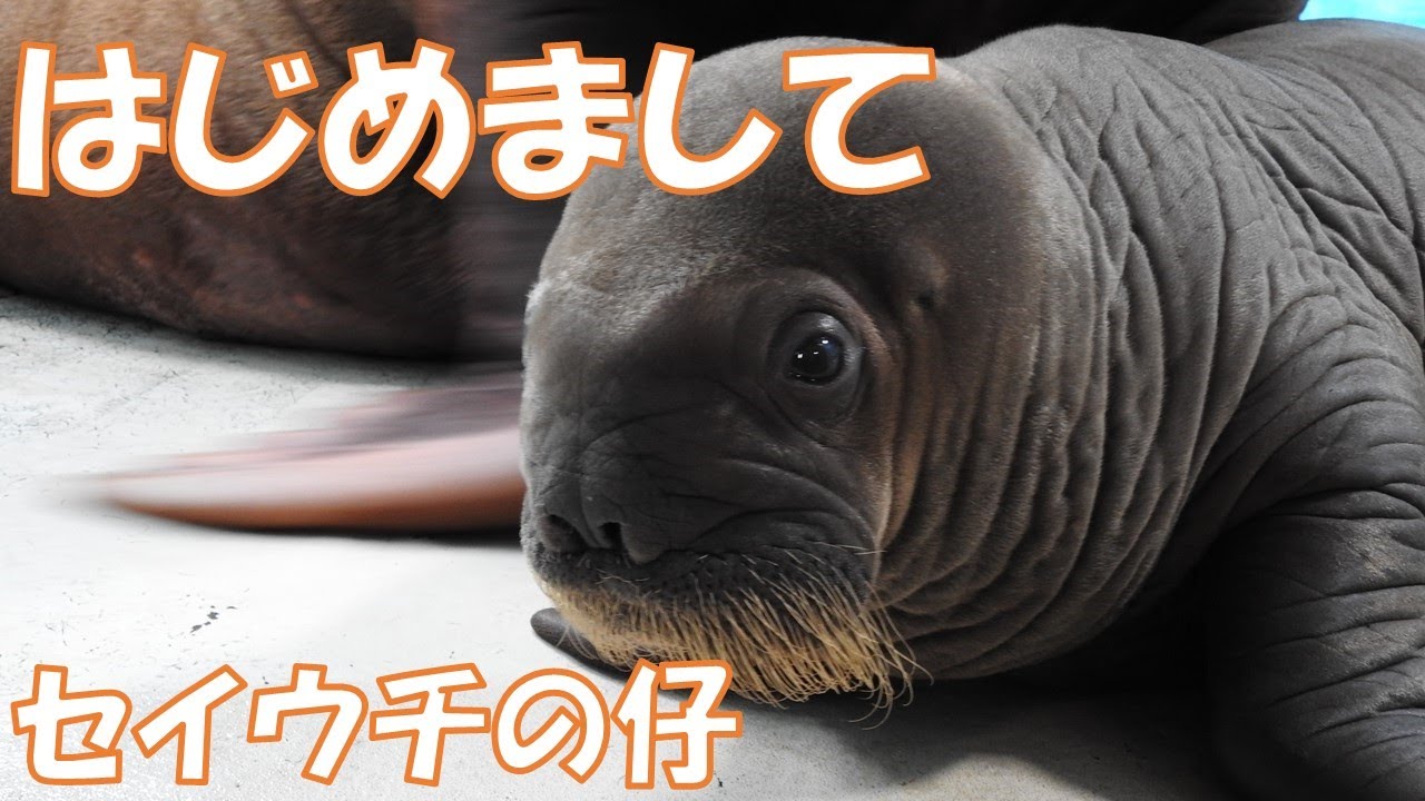 はじめまして　セイウチの仔　2021年　　Walrus
