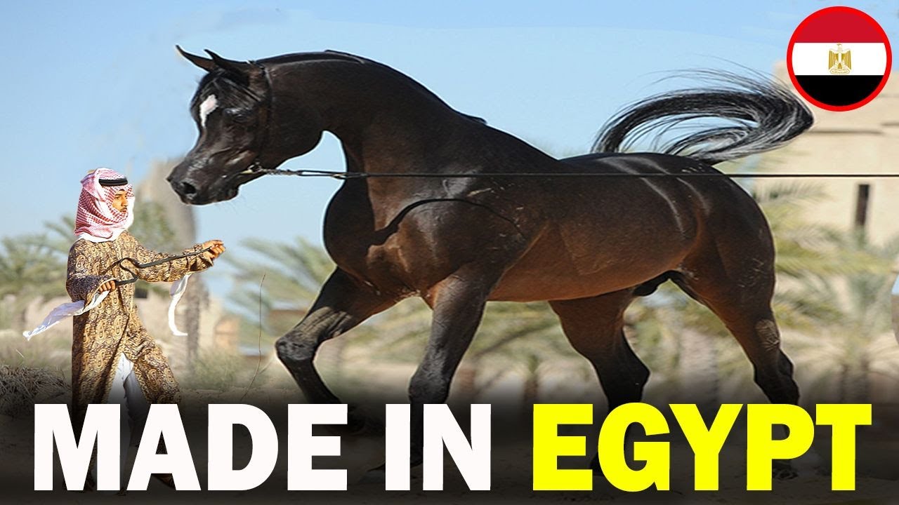 6 RARE Egyptian Origin Horse Breeds You Don't Know About!!
