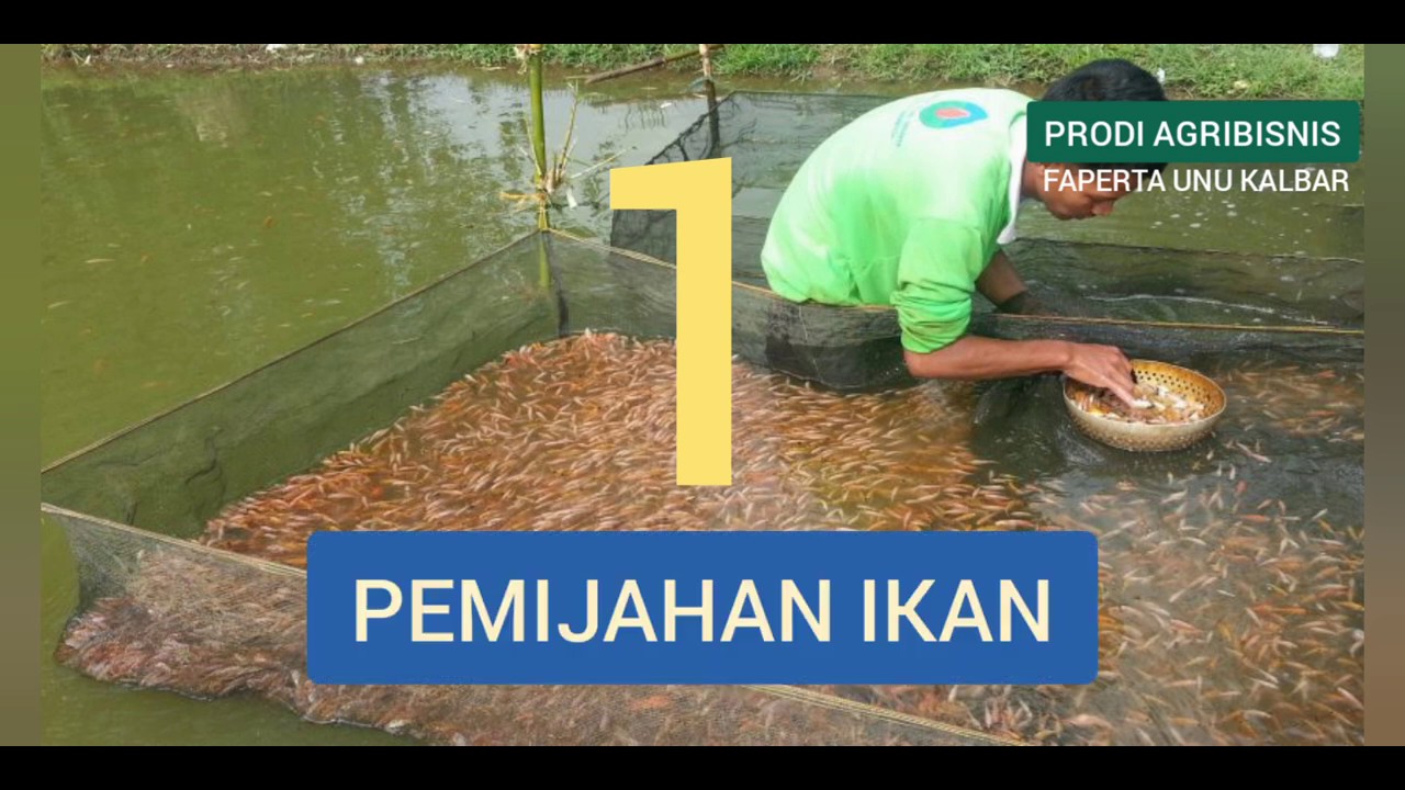 5 USAHA AGROBISNIS MENJANJIKAN HARI INI