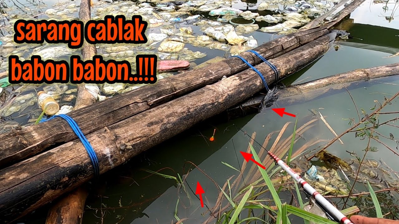 BABON BABON CABLAK ADA DI SPOT INI‼️ mancing ikan red devil NAHOL MANIA