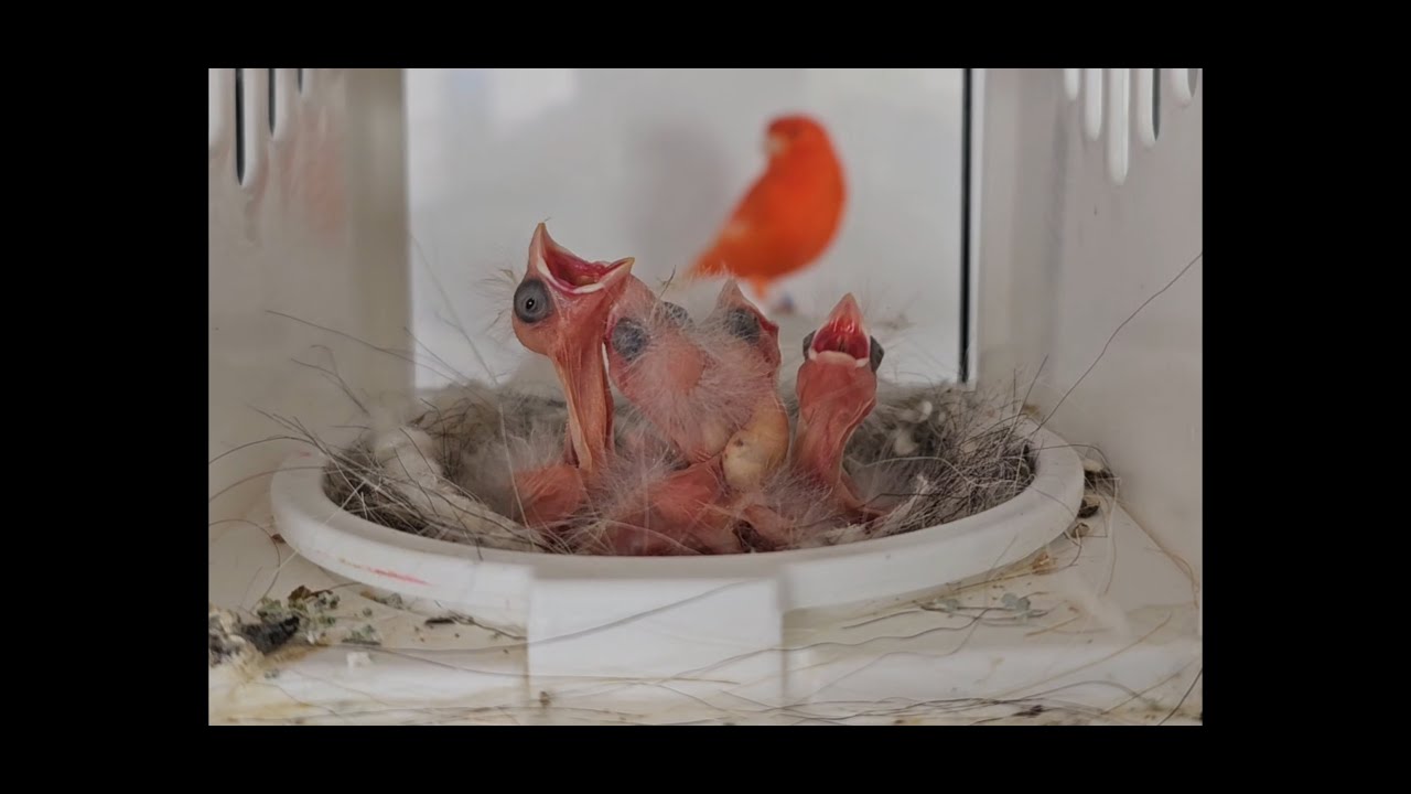 Red Canary Breeding Season 2023 (part 5)