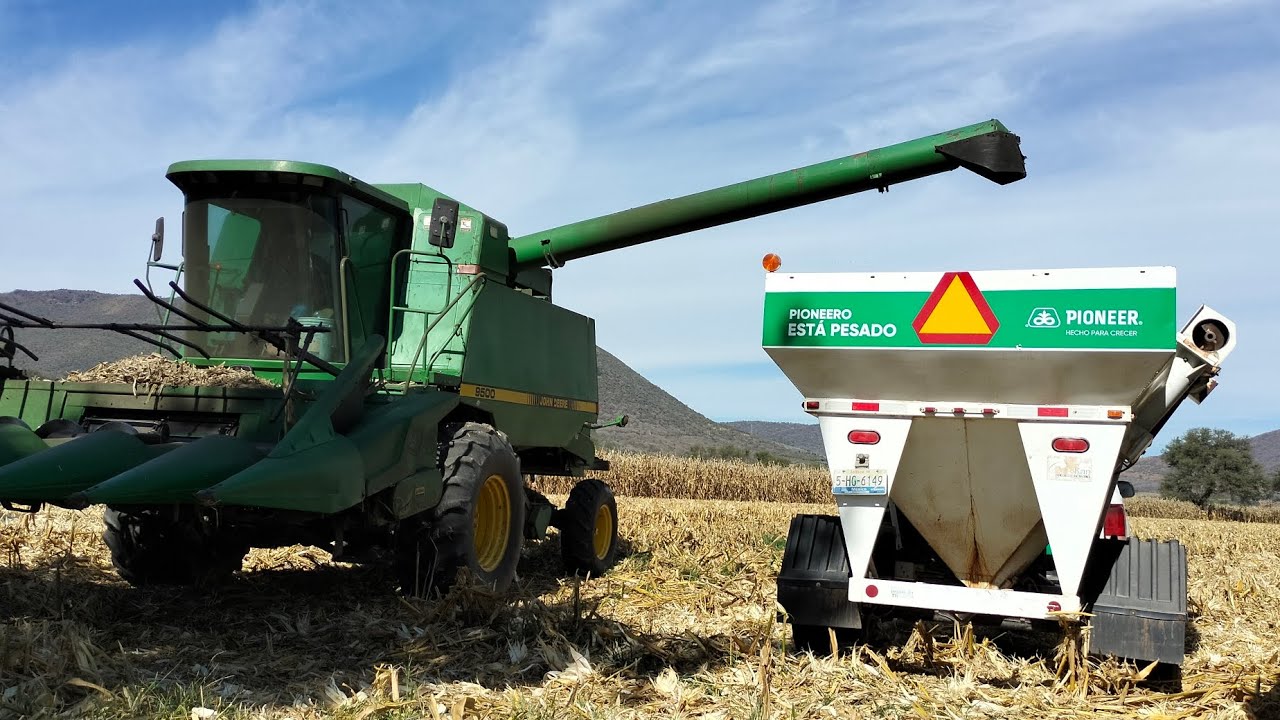 🌽cosecha de Pioneer p3051w nuevo en un año extremo🌽 100% TEMPORAL