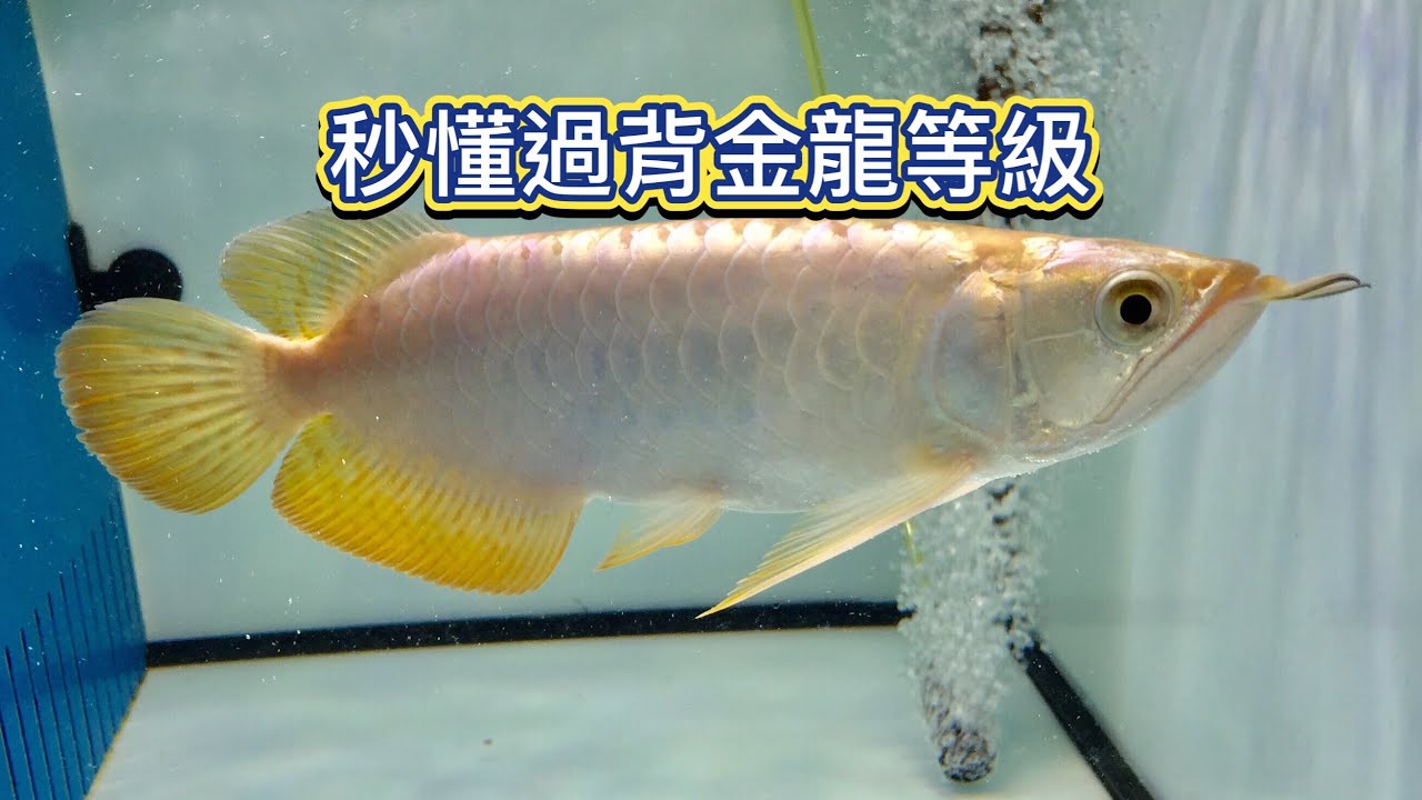 秒懂過背金龍等級 Malayan Bonytongue Scleropages formosus Golden arowana 龍魚