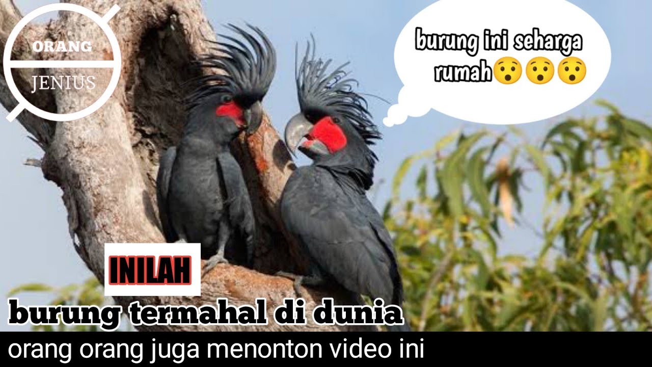 5 burung termahal di dunia | ada yang seharga rumah 😯😯😯