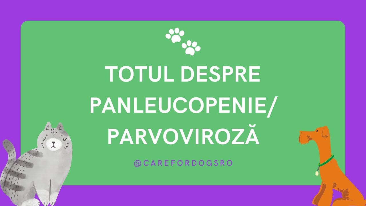 Totul despre panleucopenia felină și parvoviroza canină- Care for Dogs Romania