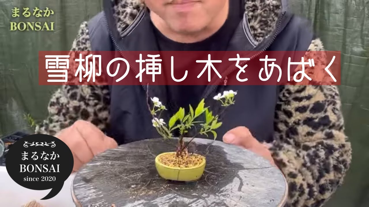 #302 雪柳の挿し木で可愛い豆盆栽できた！　　　　　　　　　　　　　　【ミニ盆栽】