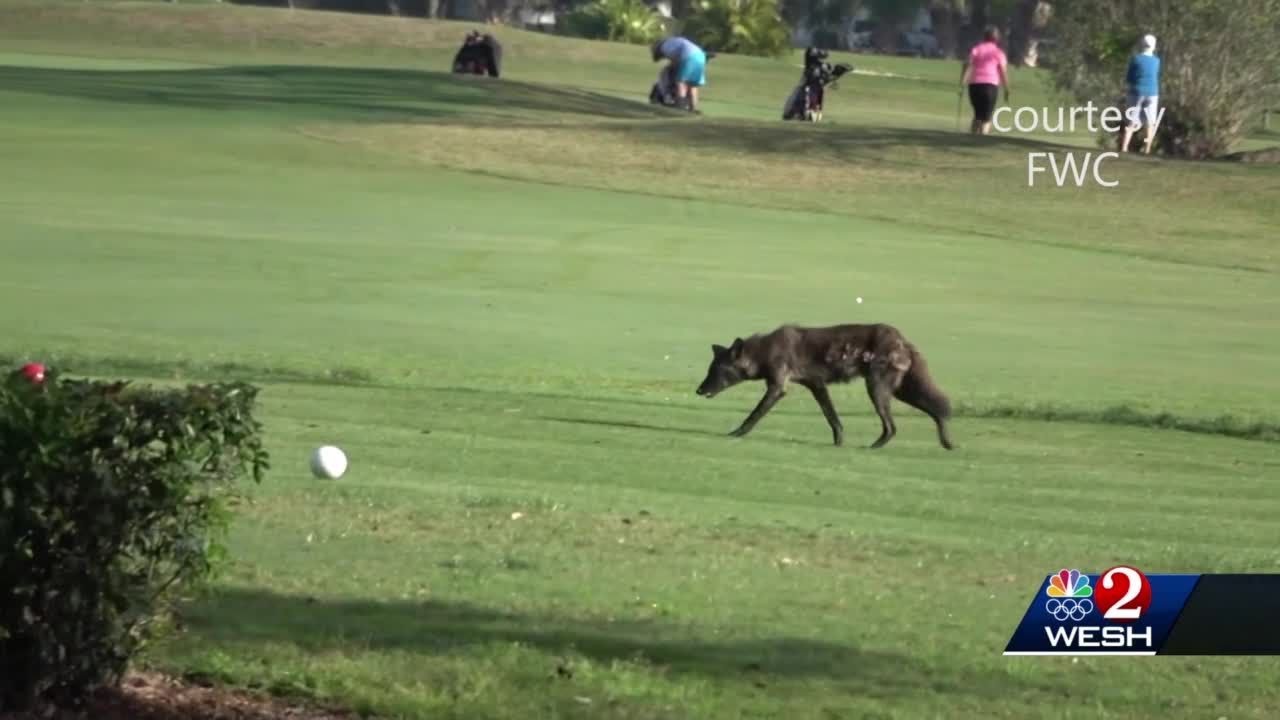 Coyotes prey on Orlando neighborhood, causing noise complaints and missing pets