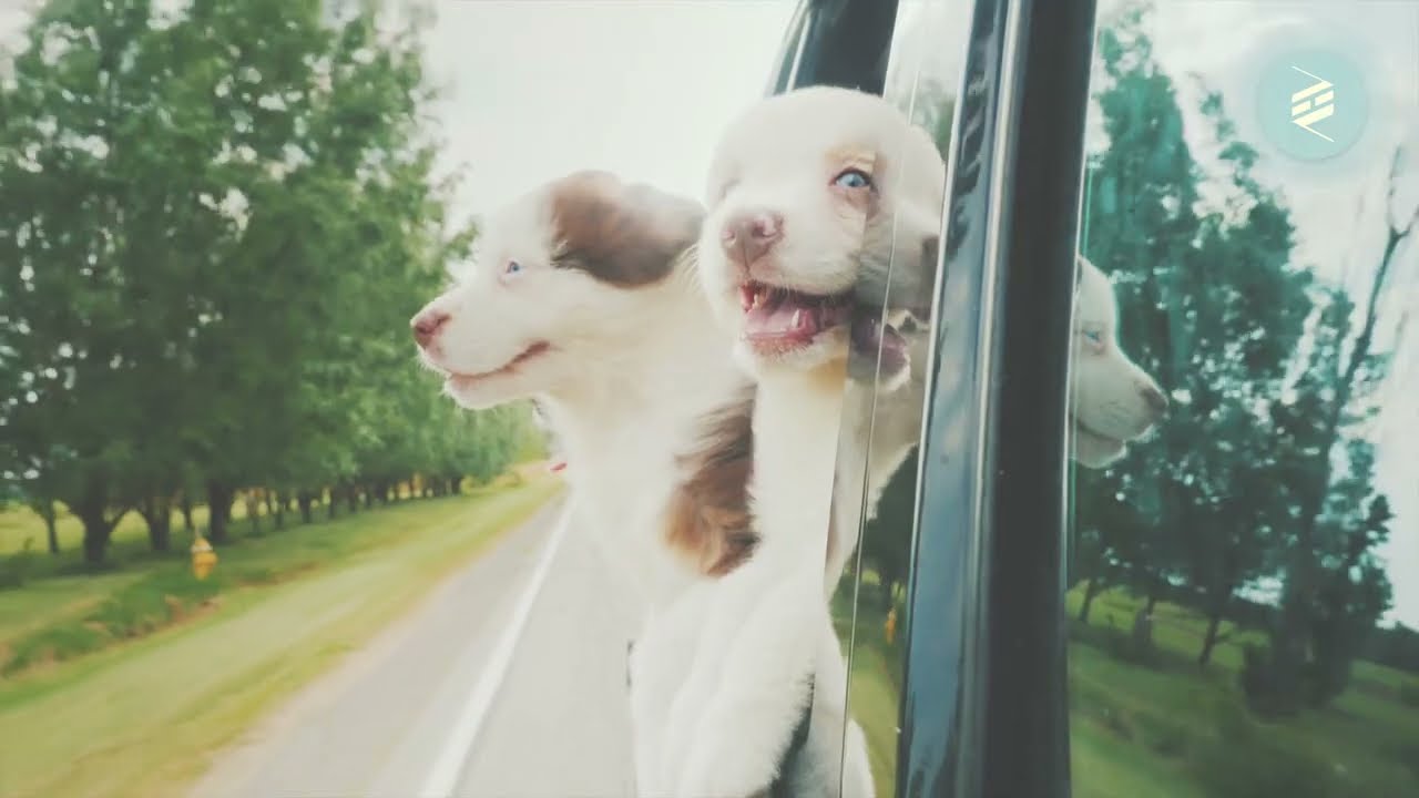 All is well: Relax with 5 Minutes of Dogs and Puppers Compilation