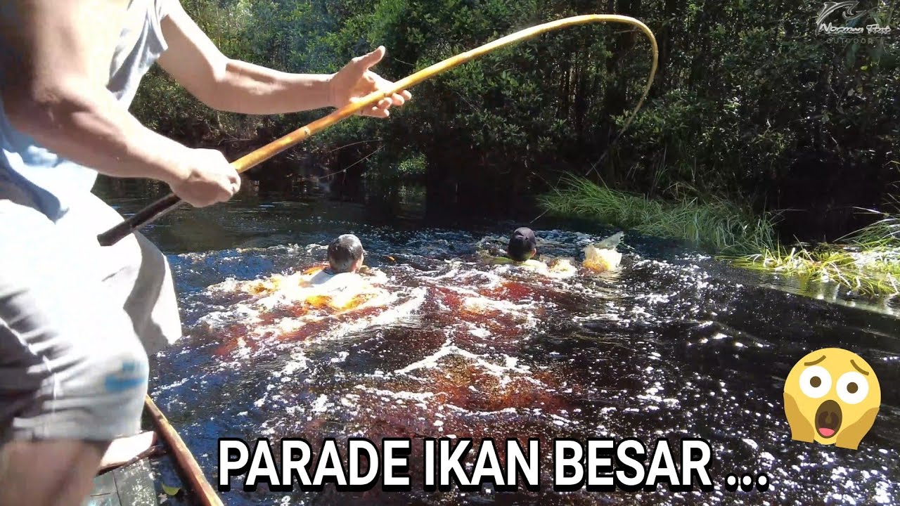 PECAH REKORR .. !!! .. IKANNYA KAYA GULING SEMUA ... 😂😂 ..