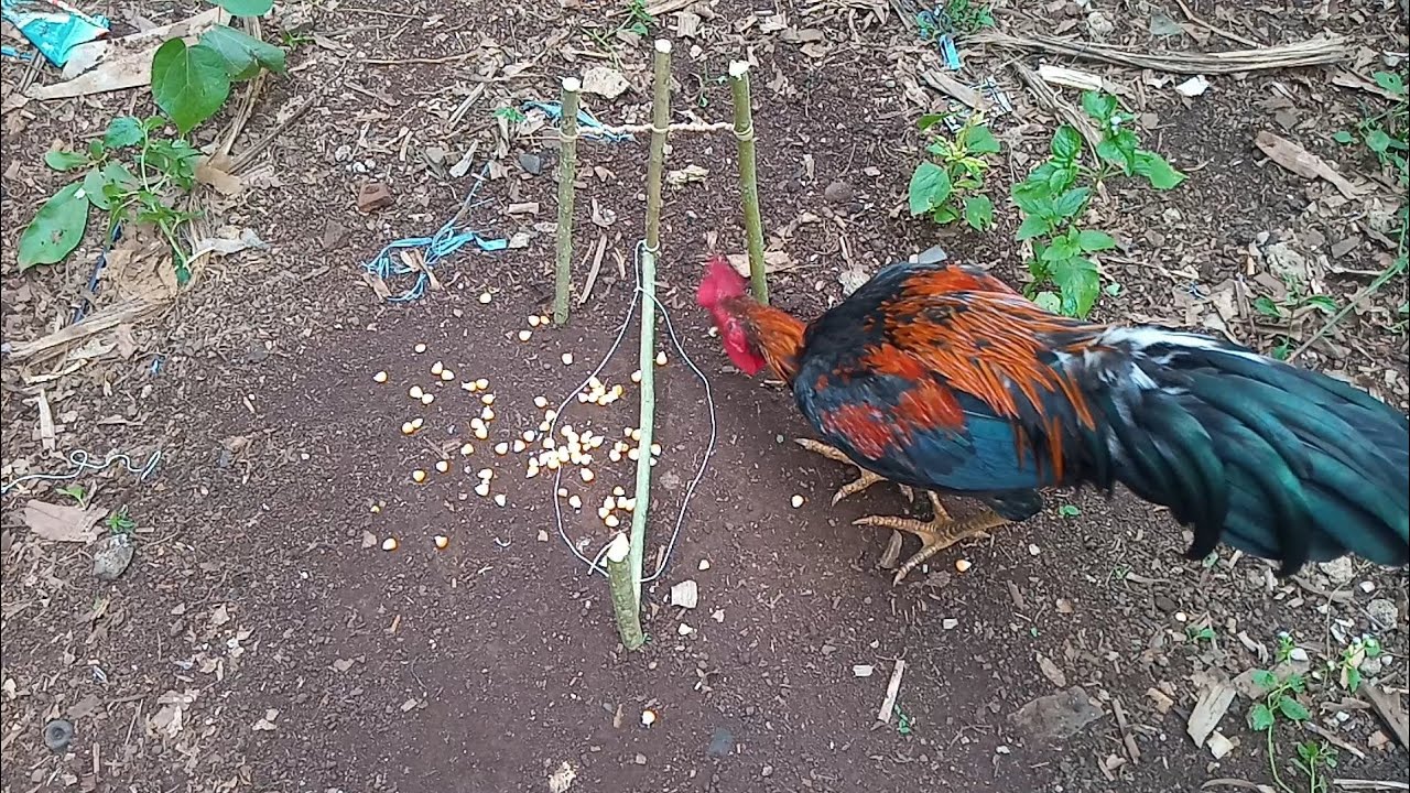 CARA MEMBUAT JEBAKAN AYAM HUTAN (2022)