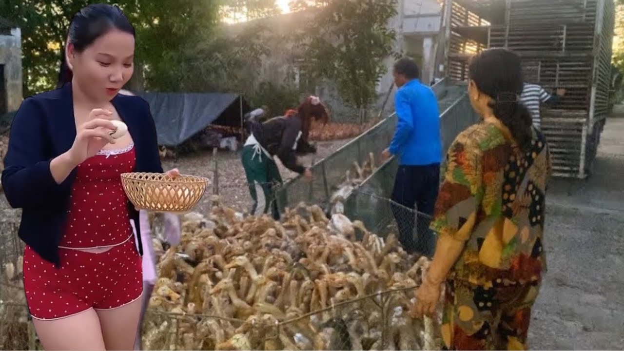 Full: People herded the ducks onto trucks and transported them to new fields.