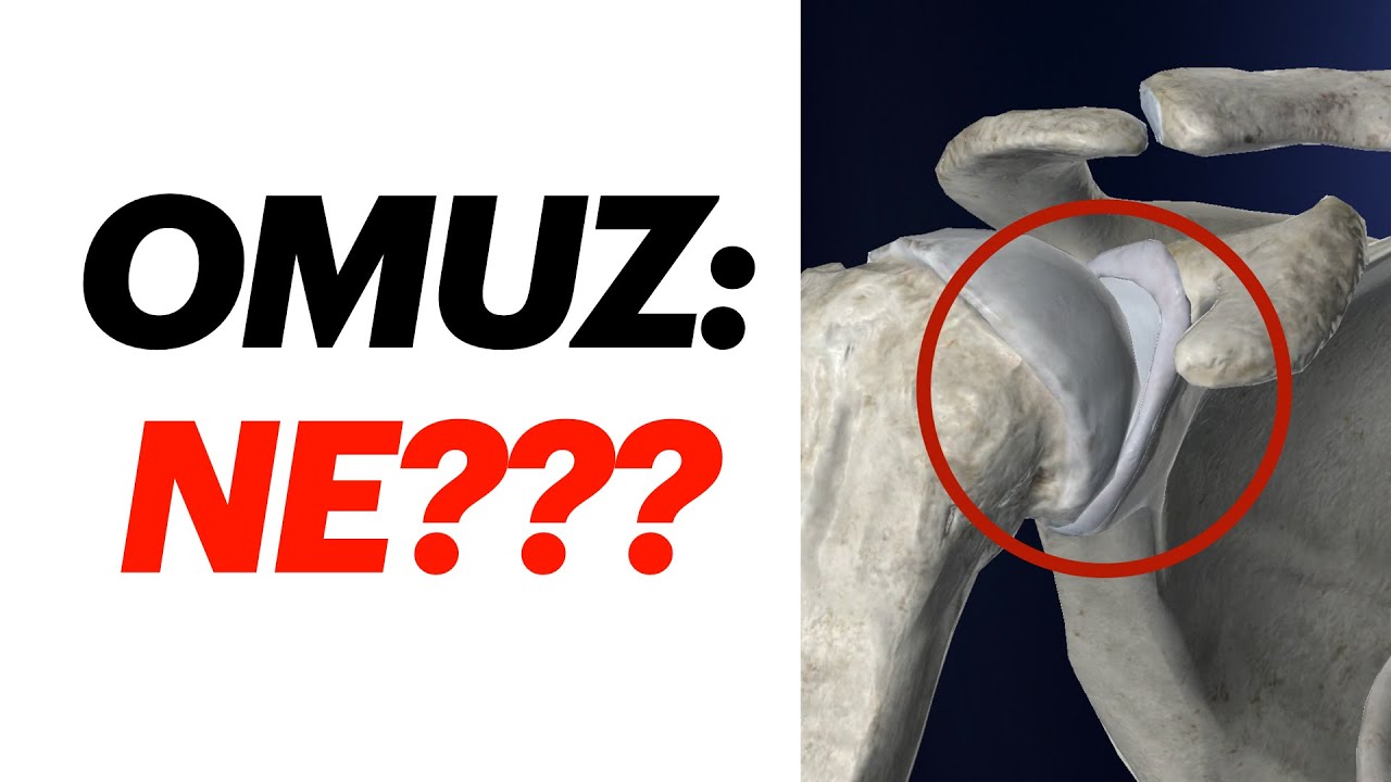 J.M. | Omuz kinezyolojisi 1: Kemik ve Eklemler