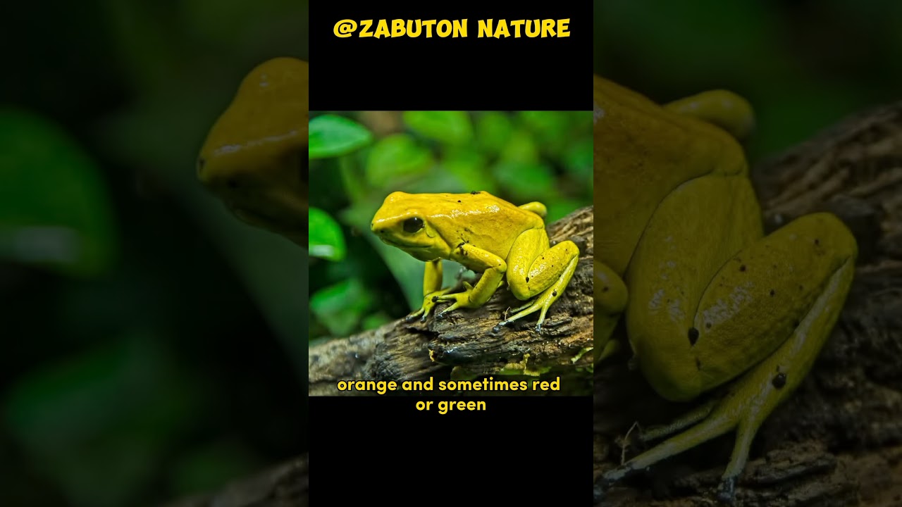 The Most Poison Frog 