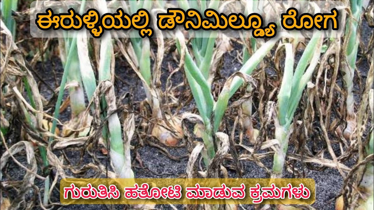 Onion downy mildew disease | How to identity & Best fungicides | Dr A Venugopal |
