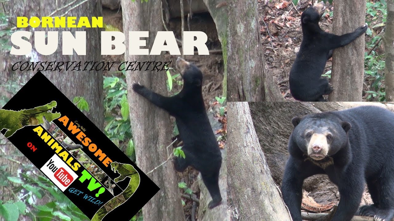 Borneo Sun Bear Conservation Center - WILDLIFE TRAVEL BORNEO - SEPILOK