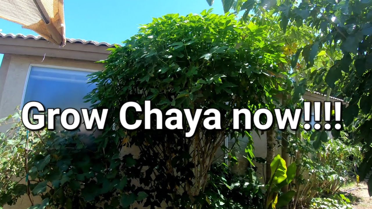 How to grow and propagate chaya. 🌳