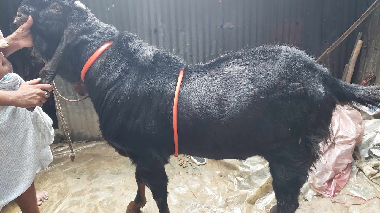 Patiya Thana Hut, Chittagong Goat Market (Part 1)