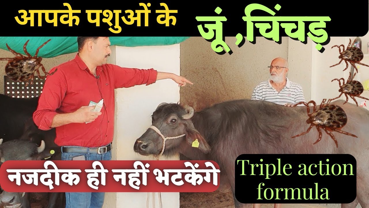 भैंस गाय के जू चिंचड मारने की दवा triple action formula  100% प्रभावी         Ramawat