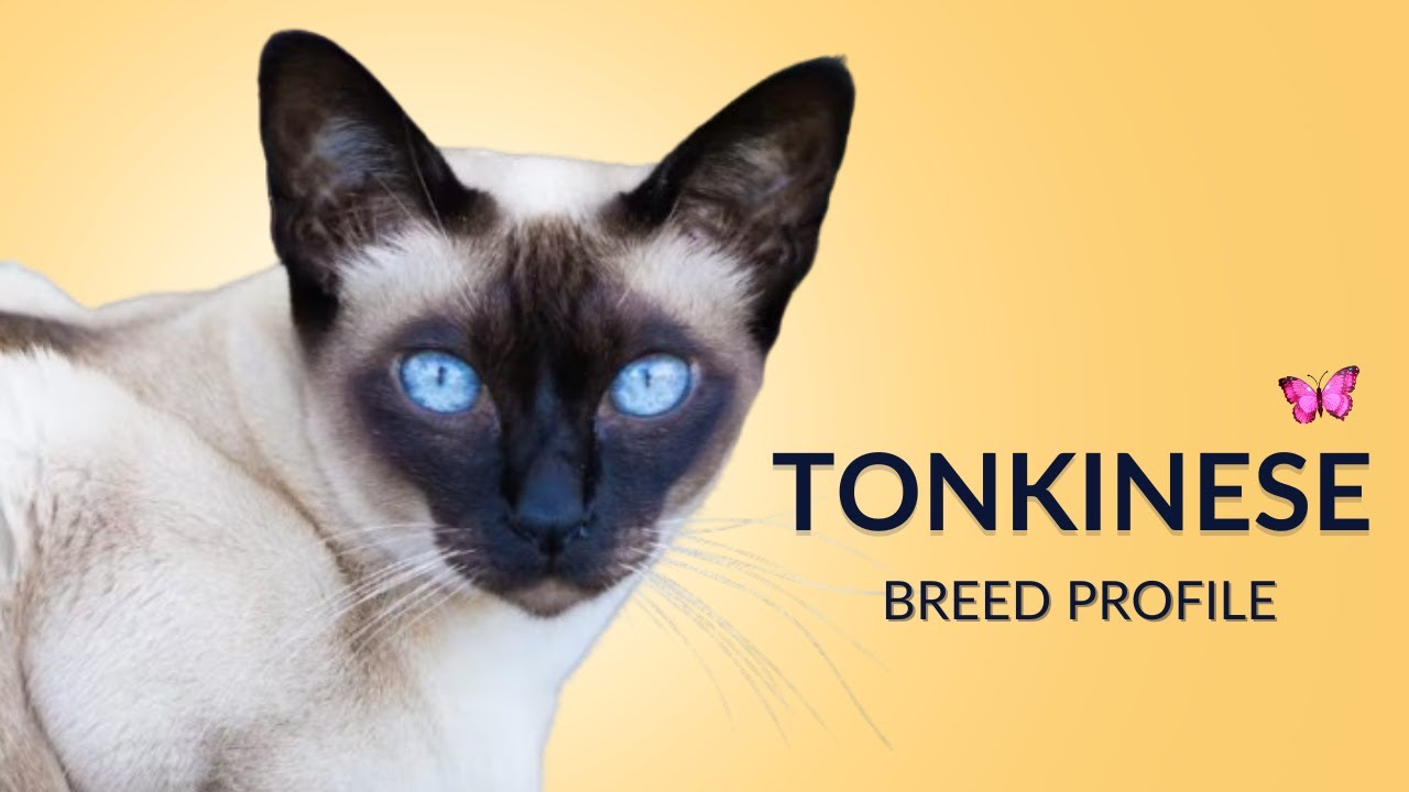 Tonkinese Cat Breed Profile History - Price - Traits - Grooming Needs - Lifespan