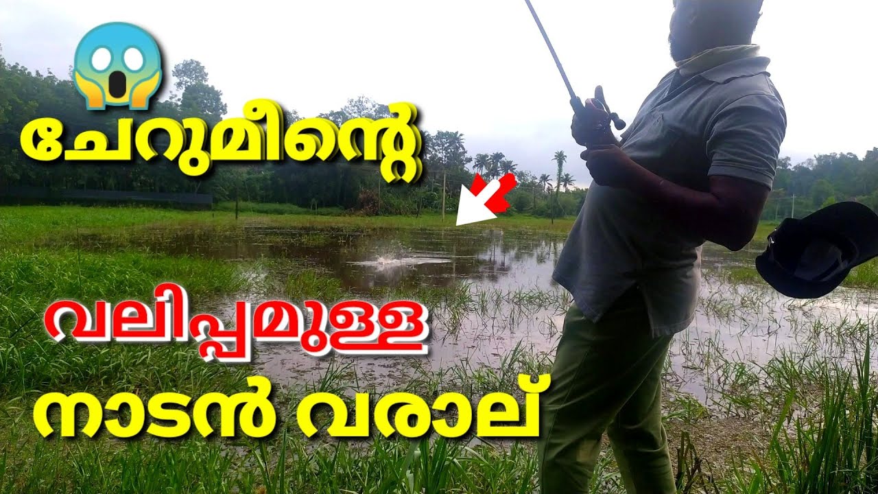 Kerala nadan varal fishing/snakehead fishing