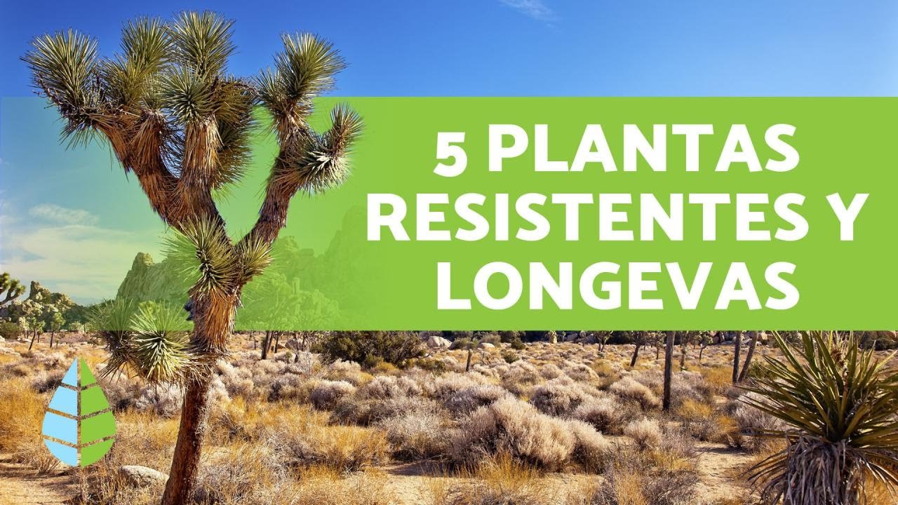 5 PLANTAS del DESIERTO 🌵 con sus NOMBRES y ORIGEN