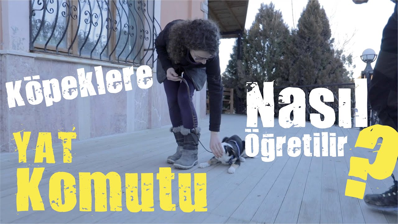 Köpeklere Yat Komutu