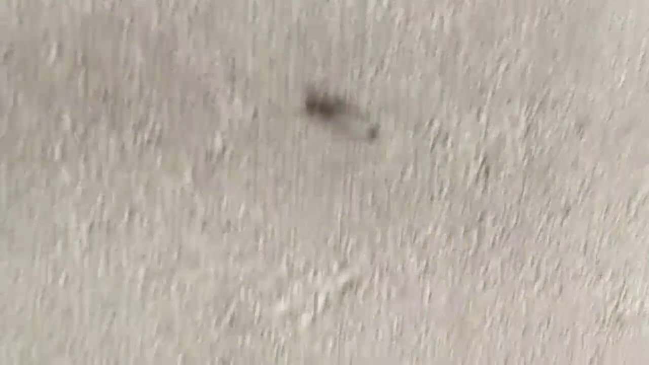 Ant energy