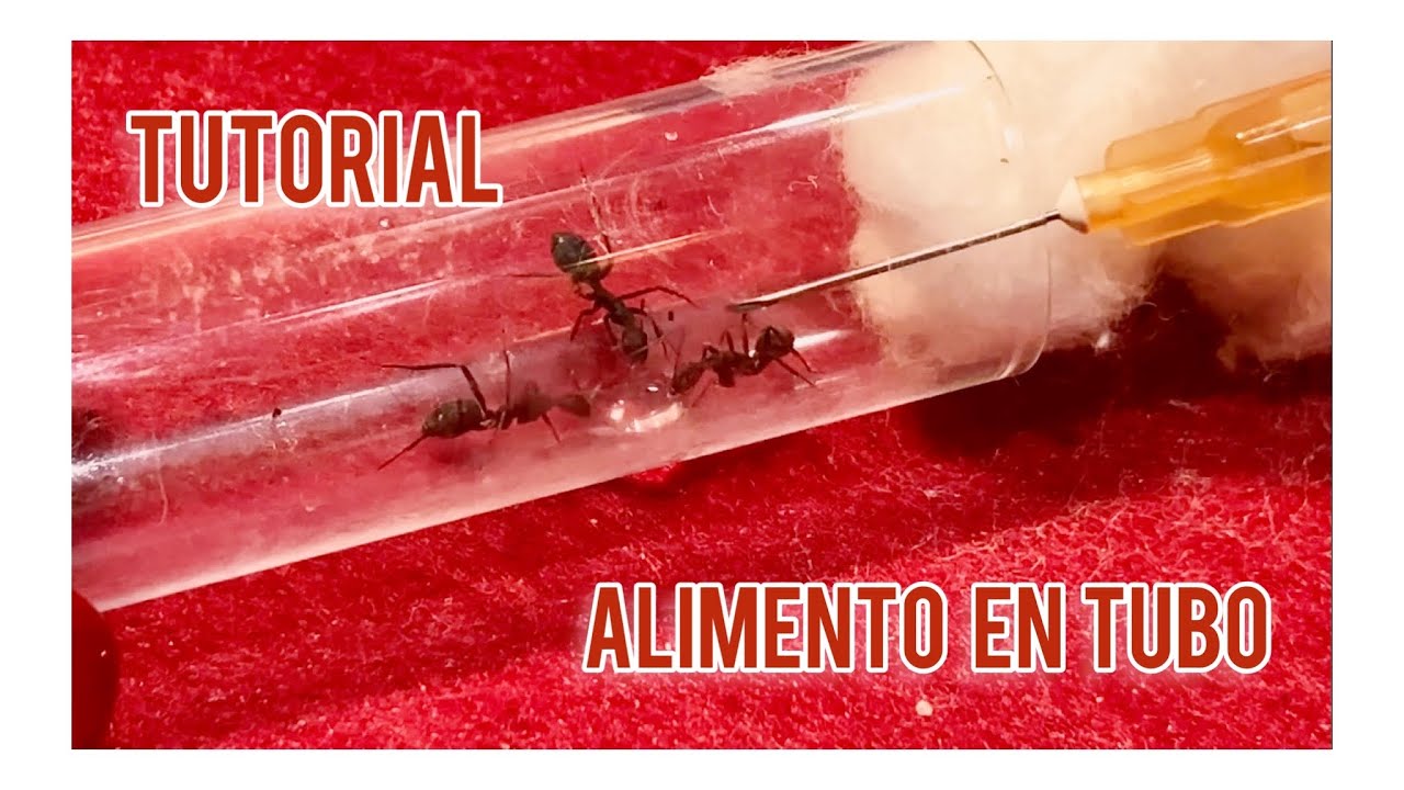 🐜 Como alimentar 🐜 en tubo de ensayo o jeringa 
