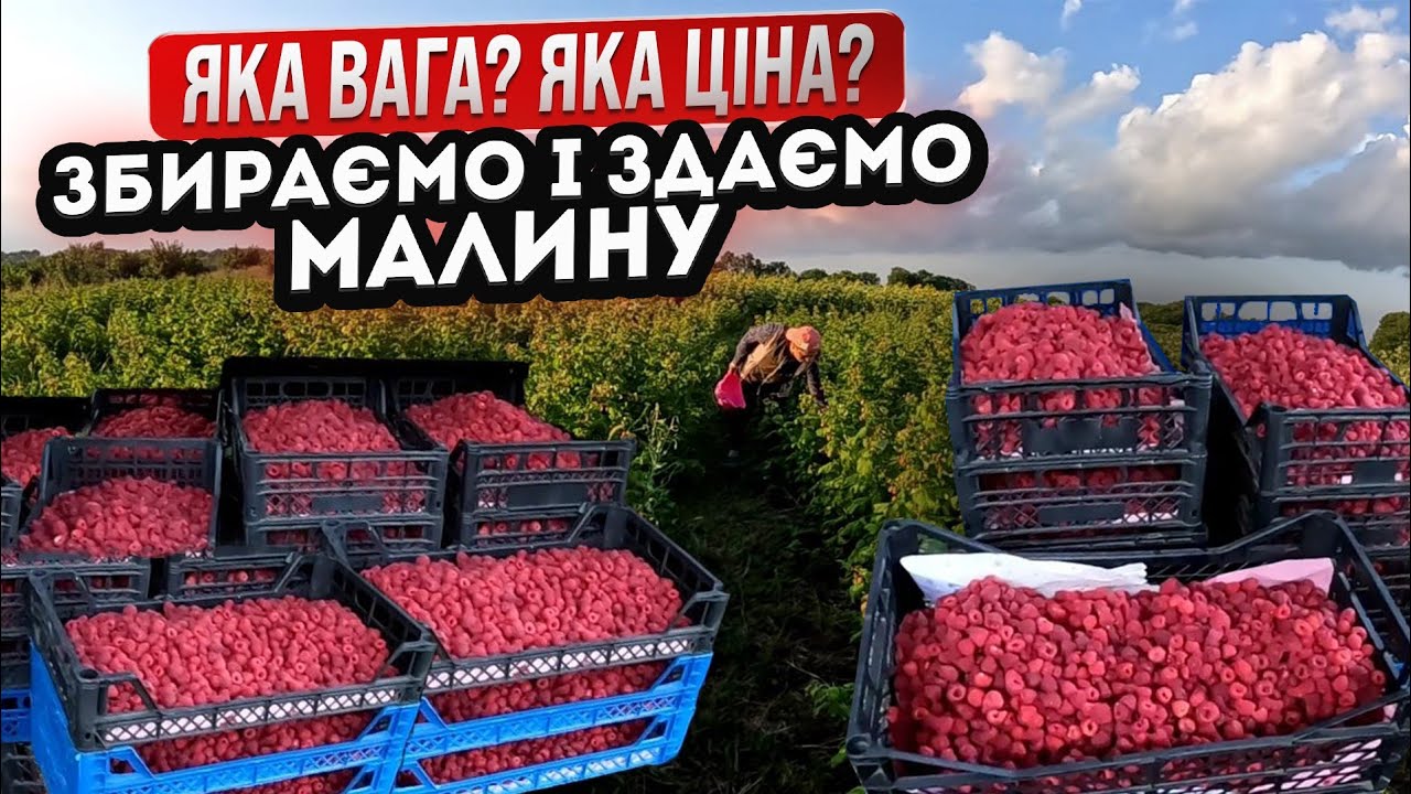 🔴ЗБИРАЄМО І ЗДАЄМО МАЛИНУ. Скільки кілограмів назбирали і по якій ціні здали? Бізнес на малині.