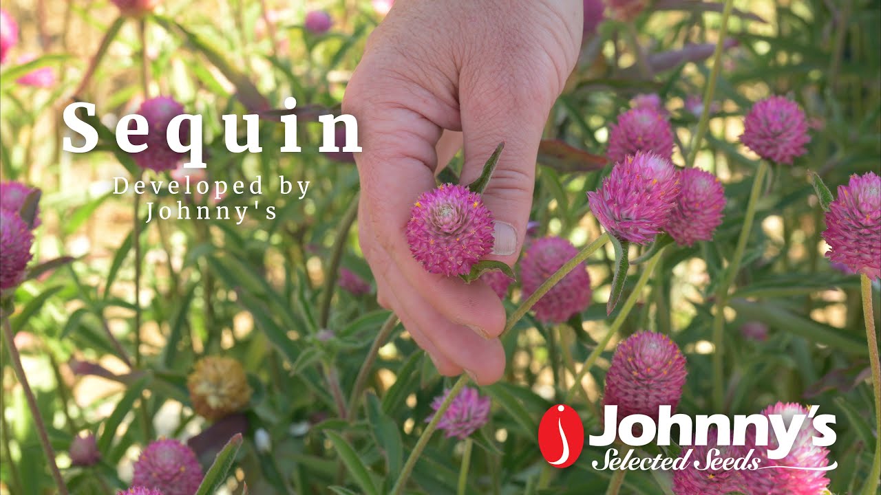 Гомфрена «Sequin» — разработано Johnny's