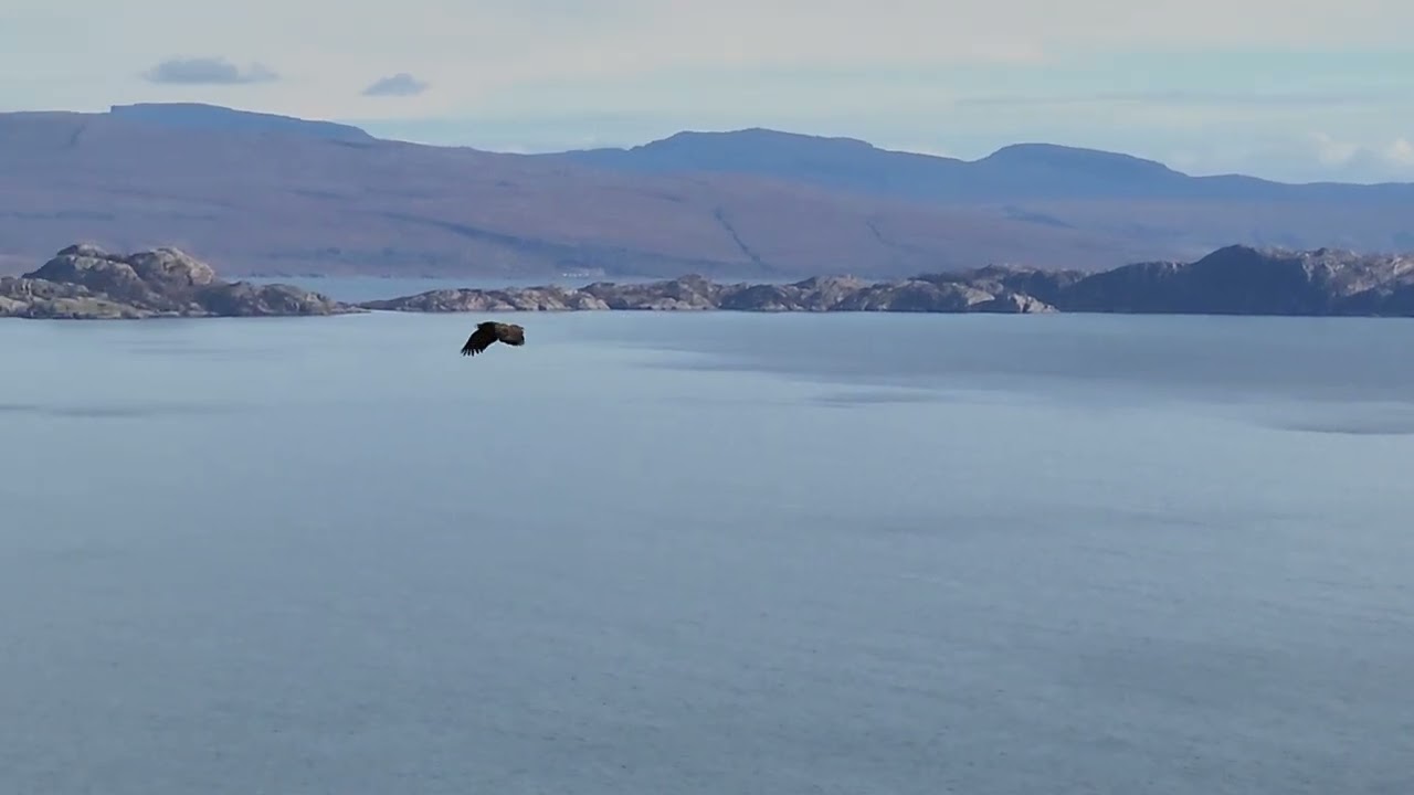 Golden Eagle | Bird of Prey | Portree | Isle Of Skye | Scotland