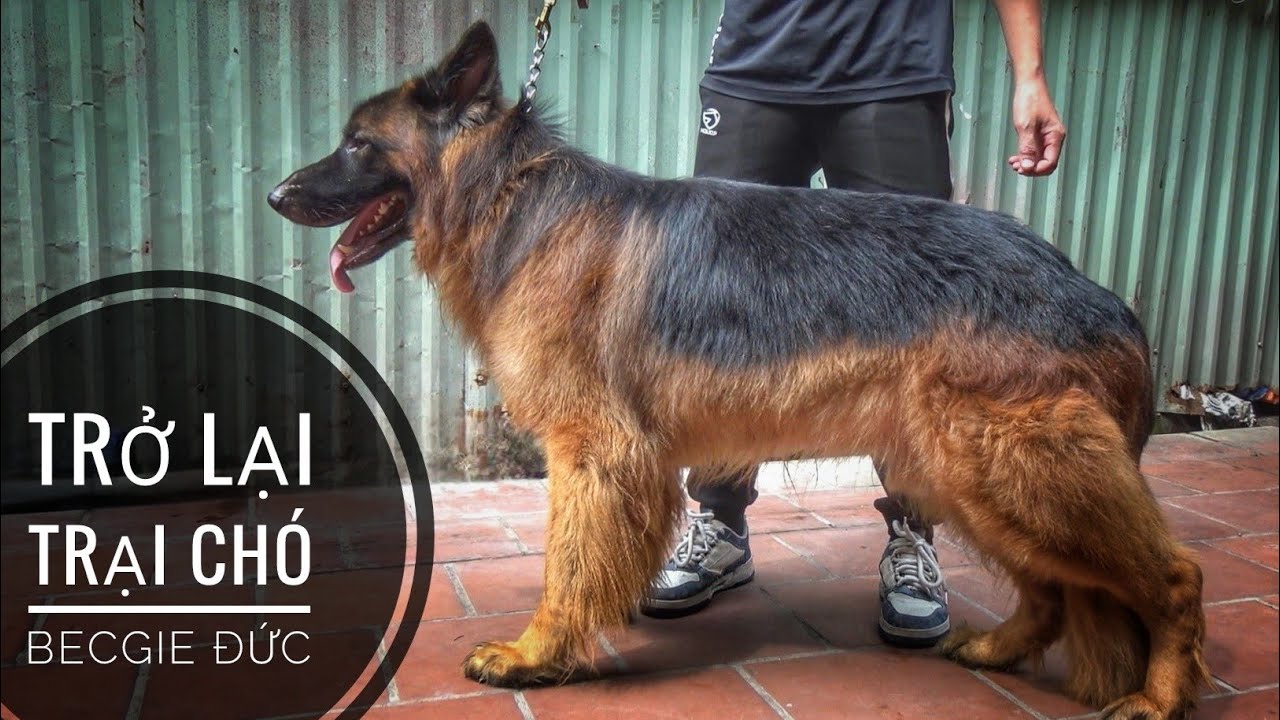 Giờ còn lại mấy Trại Chó Becgie Đức - GSD vẫn hoạt động tại Hà Nội...