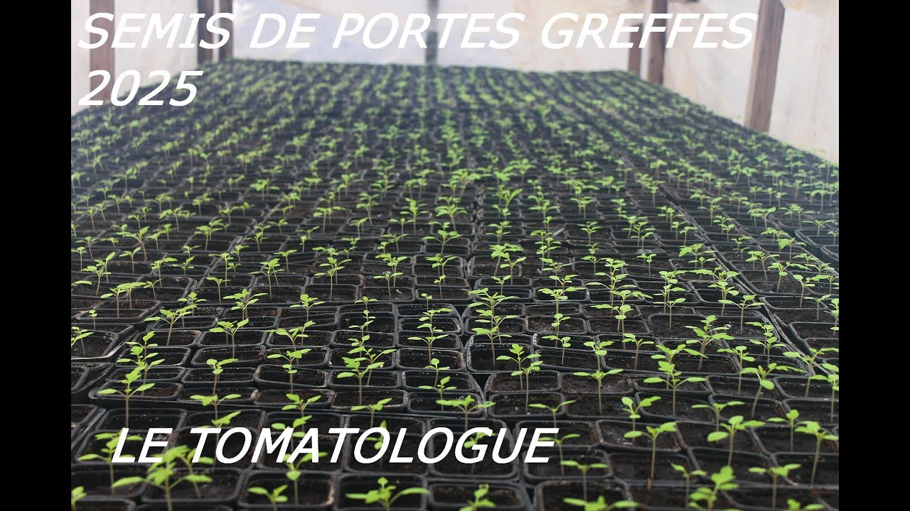 SEMIS DE PORTES GREFFES DE TOMATES