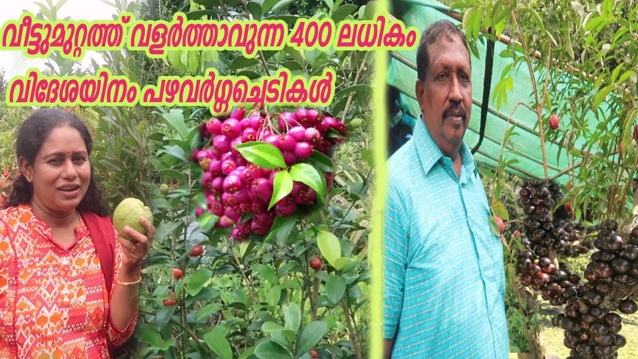 വീട്ടുമുറ്റത്ത് വളർത്താവുന്ന 400 ലധികം വിദേശയിനം പഴവർഗ്ഗച്ചെടികൾ വാങ്ങാം  Exotic Fruit Plant Nursery