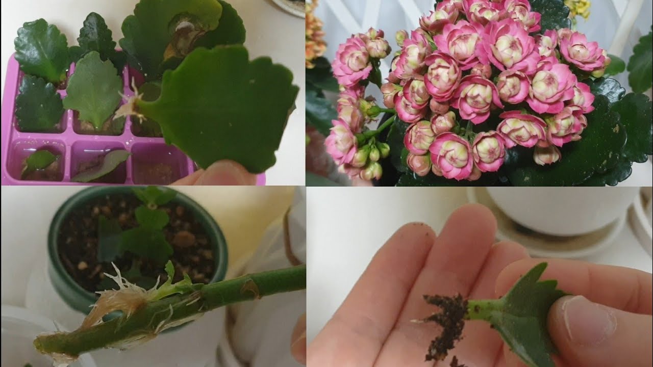 카랑코에번식(잎꽂이, 물꽂이, 삽목) 성공하는 법 다 알려드릴게요. 하지만 그냥 이 방법으로만 하세요~