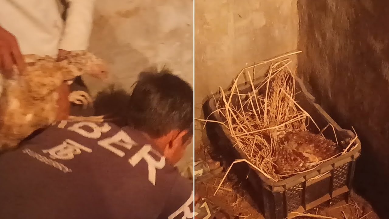 आज मुर्गी को अशील के अंडों पर बैठा दिया । ओर कुछ सोनाली के अंडे है। #chicken #egg #roosterfarm #hen 
