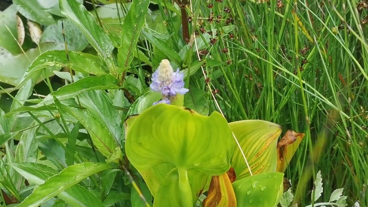 Outdoor pond. #waterlily #waterlilypond #flower #flowerblooming #outdoor #garden