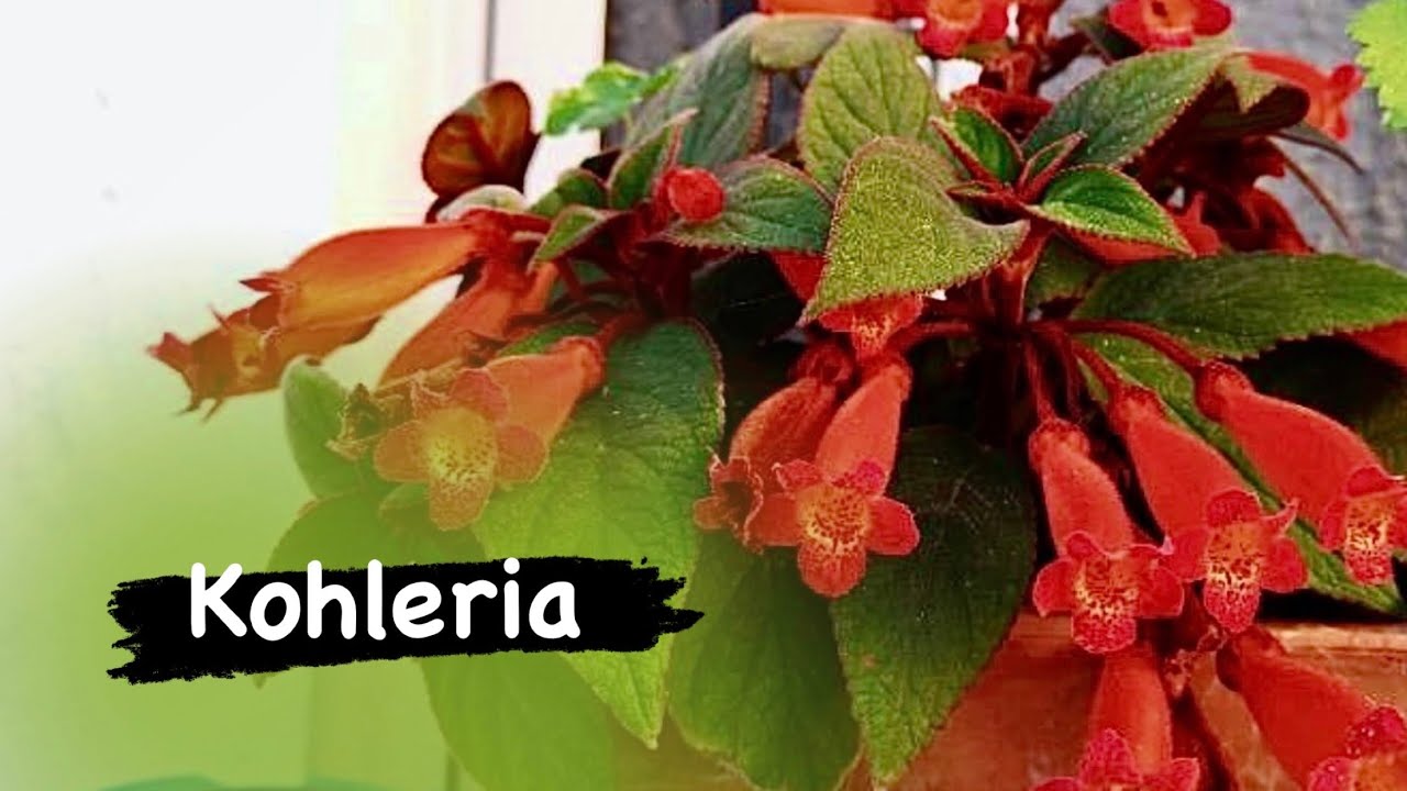 Kohleria eriantha, Japon küpesi  bakımına dair merak ettiğiniz ne varsa bu video da mevcut 🪴