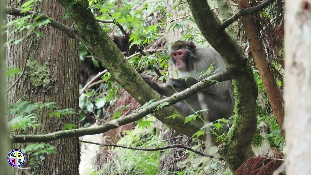野生動物動画　週末の動物たち（アナグマ､ニホンカモシカ､ニホンザル）