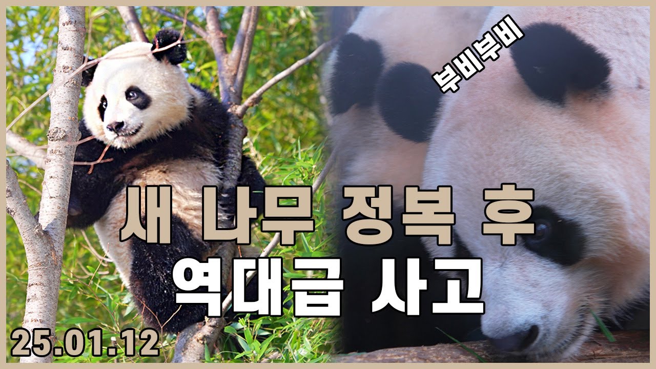 [4K] 첫 야외 나무 정복에 나선 루이바오! 그런데..? 루이바오 감동의 구출작전 🐼🌳 辉宝 | 輝寶 | Hui Bao | 睿宝 | Rui Bao | 爬树的小熊猫 | 瑞宝营救