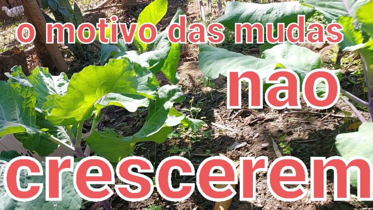 saiba porque as mudas de couve não crescem. dicas de plantio.
