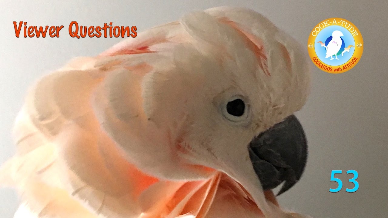Why Rescue Birds? What Do I Feed Them | Ep.53: Parrot Questions | Cockatude: Cockatoos with attitude