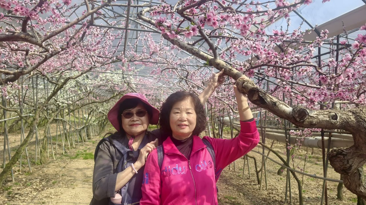 115.03/18-19愛玩旅遊團走春賞花之旅