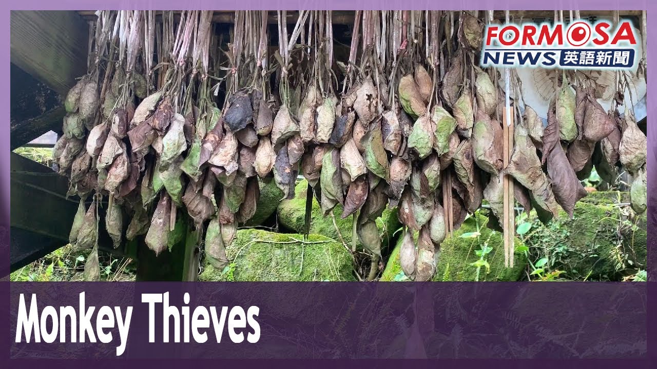 Macaques burgle conservation farm for atlas moth pupae