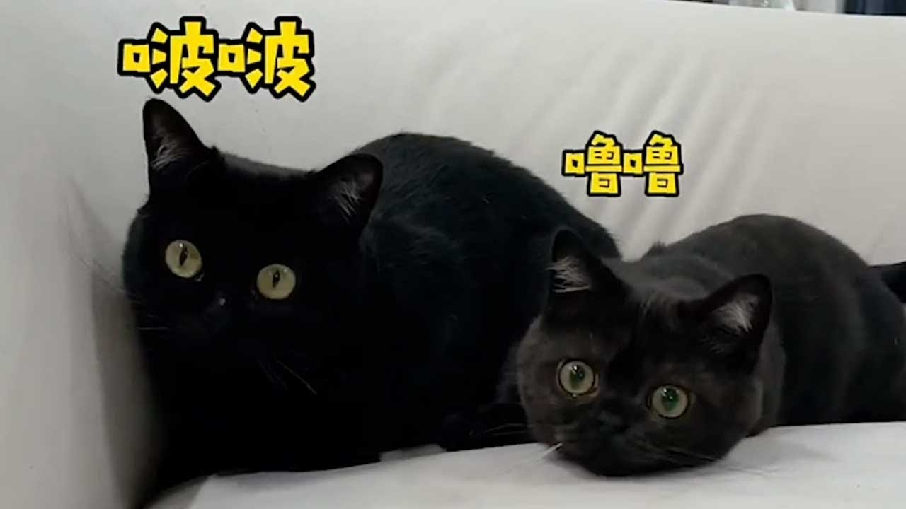 【一只黑糖啵啵🐻】千万不要养黑猫