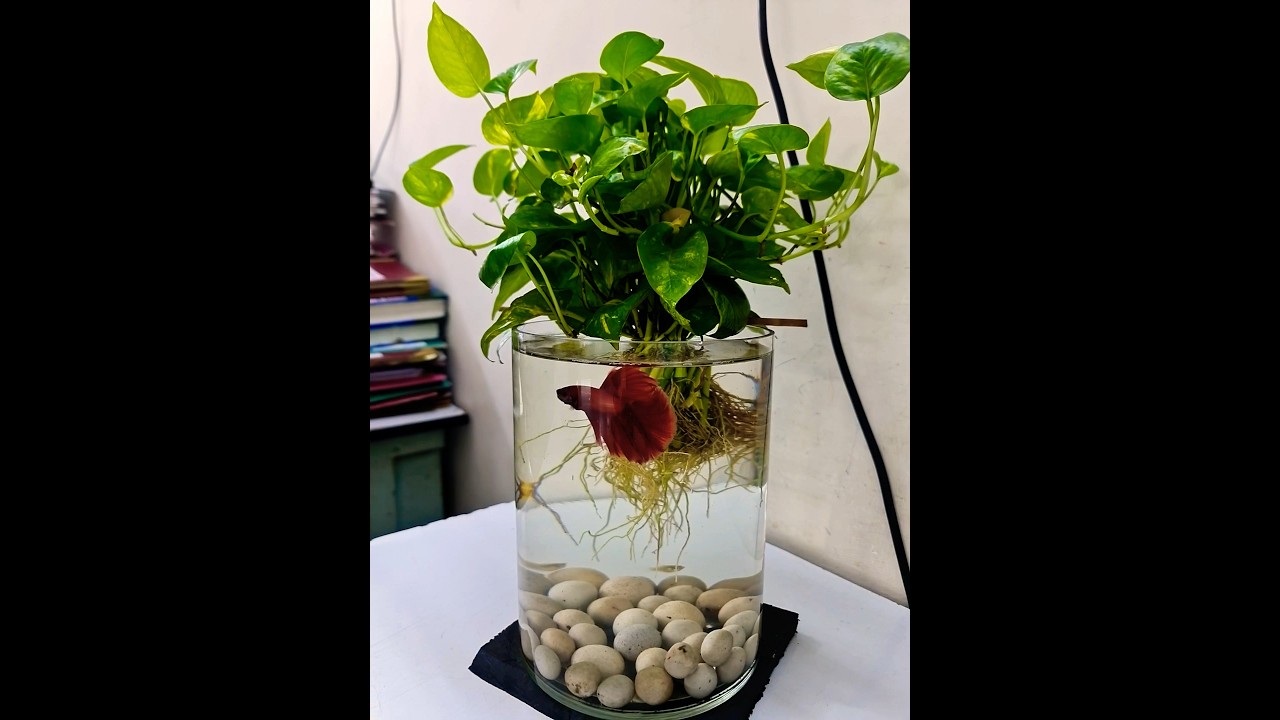 money plant act as a water purifier for betta fish🥰 #viral #fish #shortsvideo
